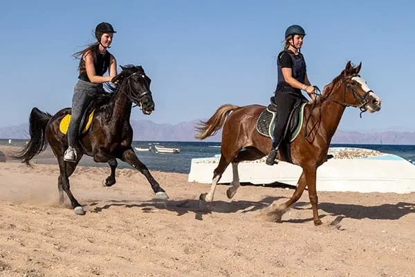 Ridning og svømning i Hurghada - 2 timer