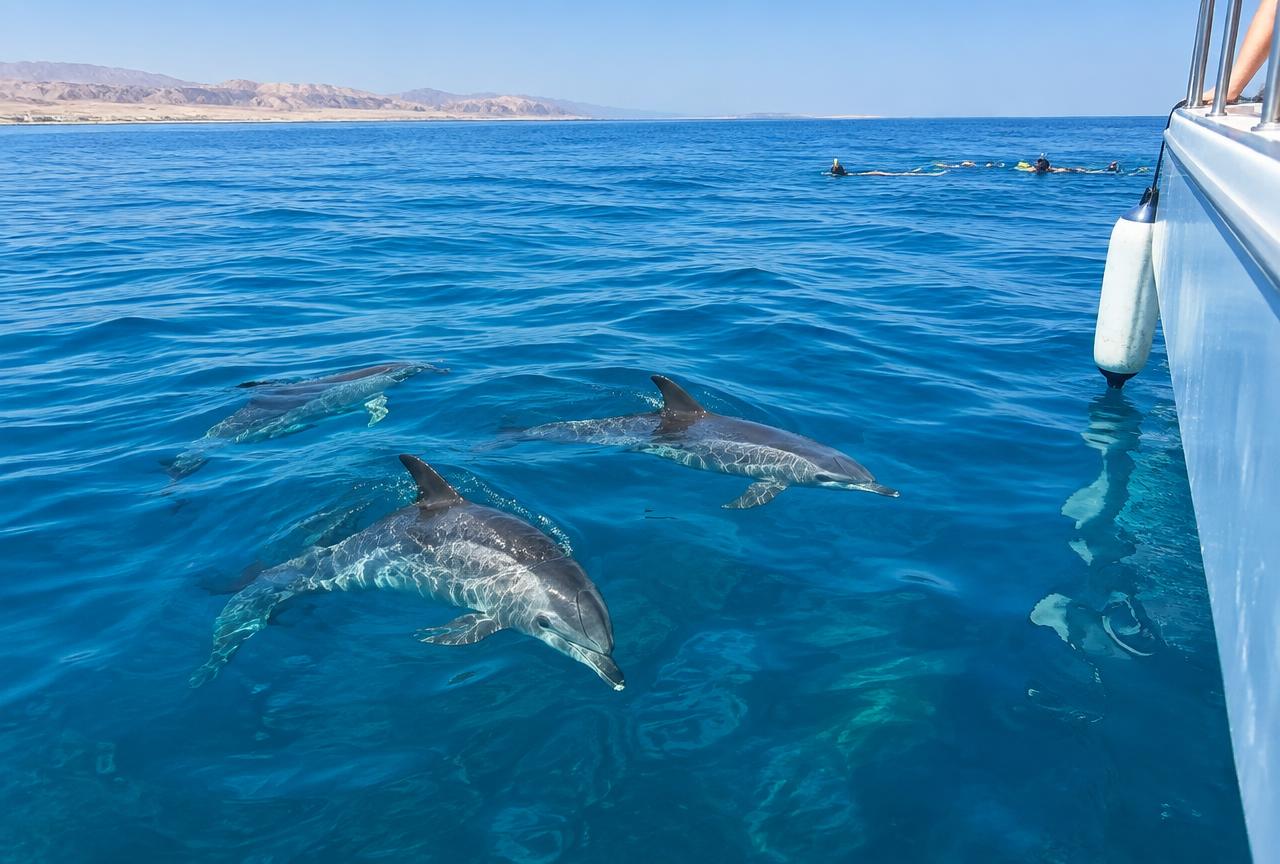 Dolphin House: Bådtur med delfiner og snorkling ved koralrev