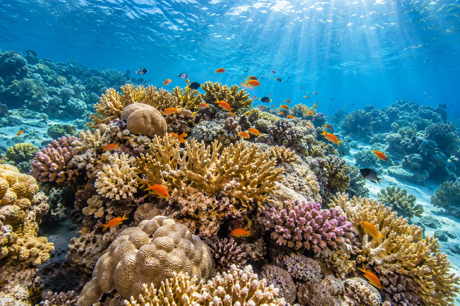 Marsa Alam Coral Garden Snorkelling Trip